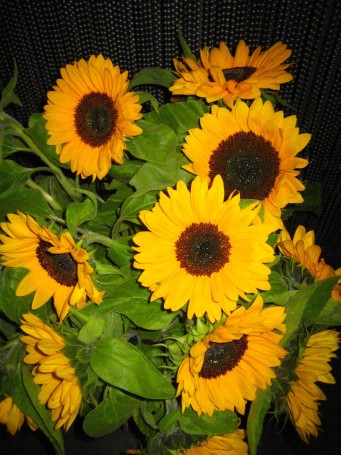 Sonnenblumen.jpg
