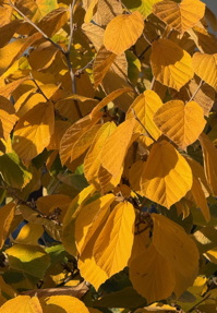 herbstblaetter.jpg