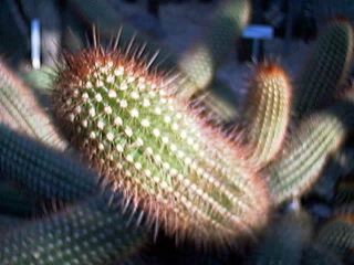 kaktus1.jpg