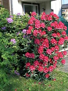 rhododendron.jpg